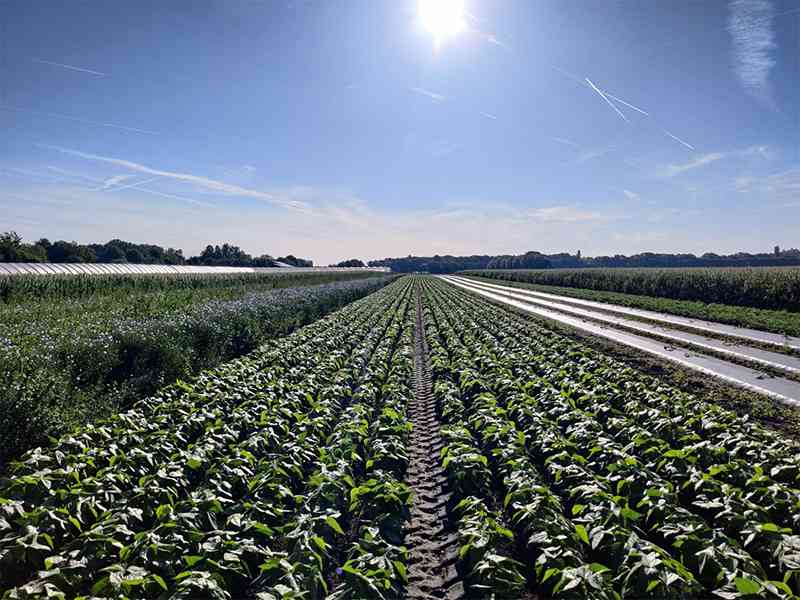 Ekoto Farm