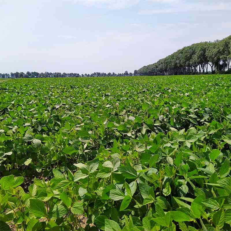 NLSoja crops