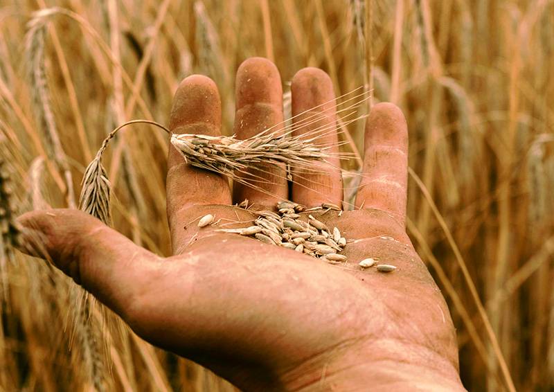 EmmerWheat