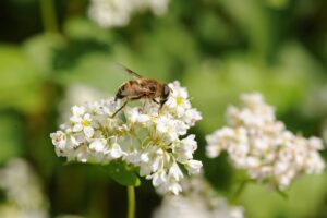 Pollinator